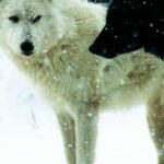 Werewolf: Battle of the Heart [BoyxBoy]