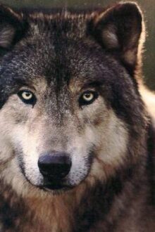 My sweet, sweet mates. {BoyxBoyxBoy Werewolf}